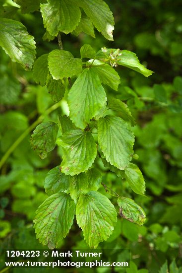 Oval-leaved Viburnum foliage