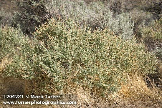 Fourwing Saltbush (male)