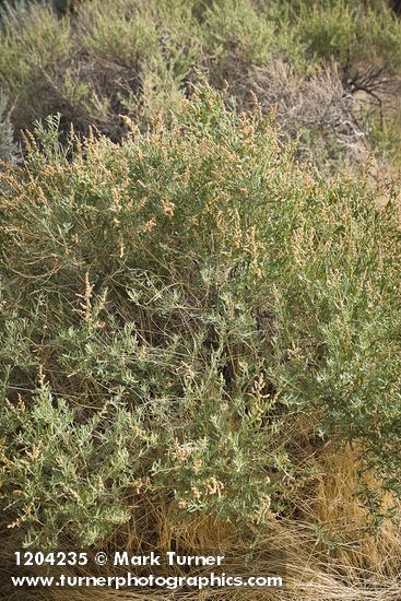 Fourwing Saltbush (male)