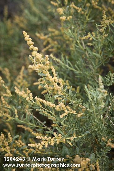 Fourwing Saltbush male blossoms & foliage