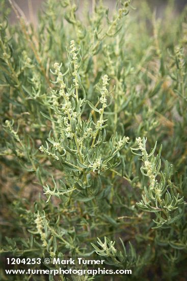 Fourwing Saltbush female blossoms among foliage