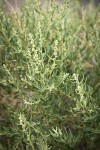 Fourwing Saltbush female blossoms among foliage