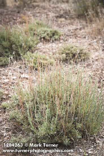 Black Sagebrush