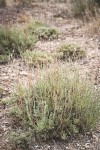 Black Sagebrush