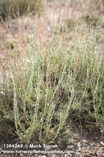 Black Sagebrush