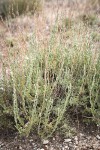 Black Sagebrush