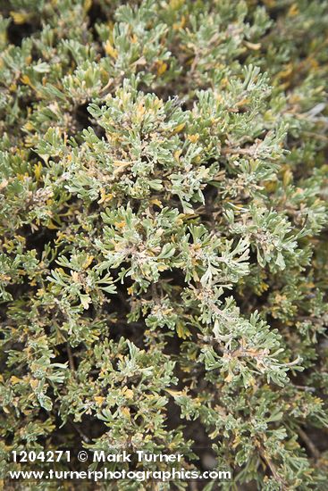Black Sagebrush foliage