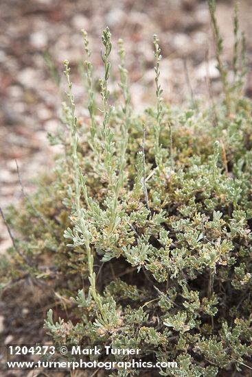 Black Sagebrush