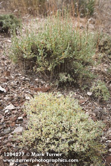 Black Sagebrush