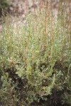 Black Sagebrush