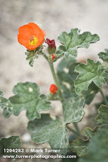 Currant-leaved Globemallow blossom & foliage