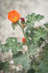 Currant-leaved Globemallow blossom & foliage