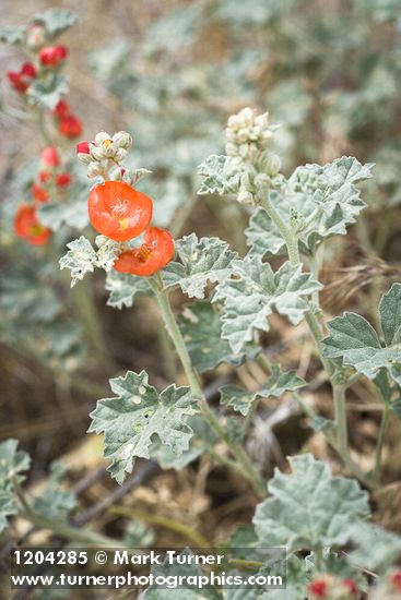 Currant-leaved Globemallow blossoms & foliage