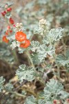 Currant-leaved Globemallow blossoms & foliage