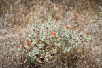 Currant-leaved Globemallow