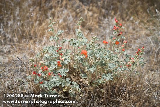 Currant-leaved Globemallow