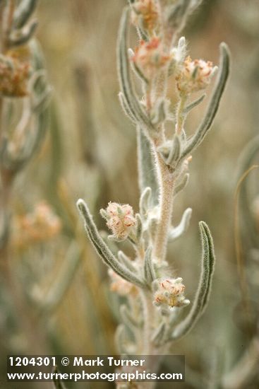 Winterfat blossoms & foliage detail