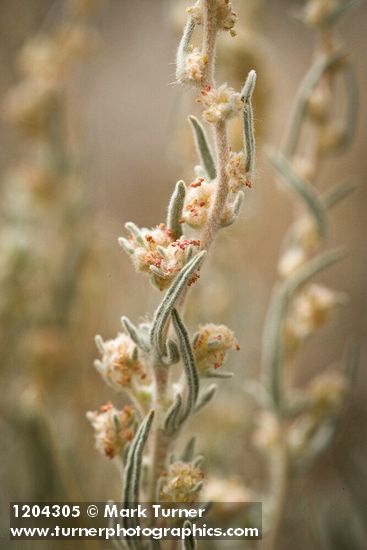 Winterfat blossoms & foliage detail