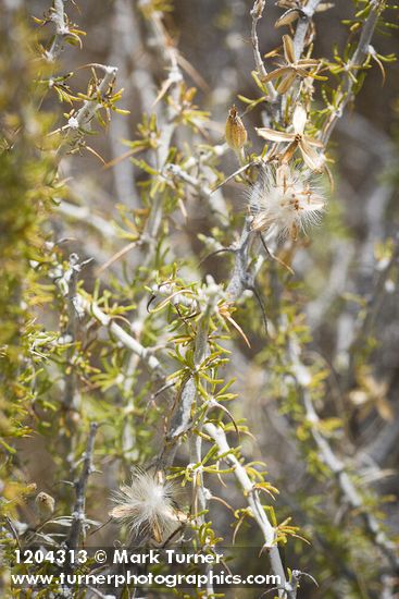 Spiny Horsebrush seed heads, foliage & twigs