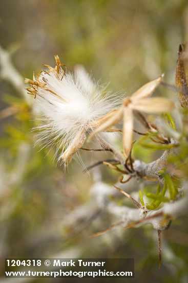 Spiny Horsebrush seed head detail