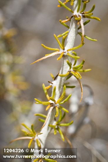 Spiny Horsebrush foliage & spines detail