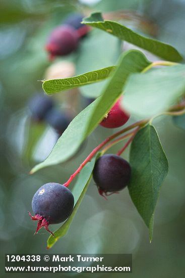 Serviceberry fruit among foliage