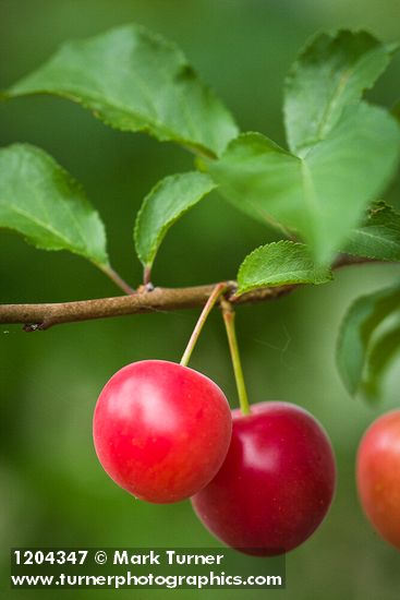Cherry Plum fruit among foliage