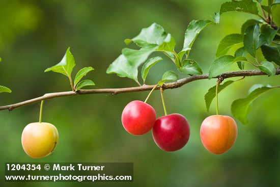 Cherry Plum fruit among foliage