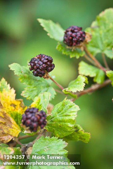 Barton's Raspberry fruit among foliage