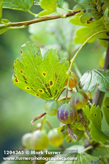 Snake River Gooseberry fruit among foliage