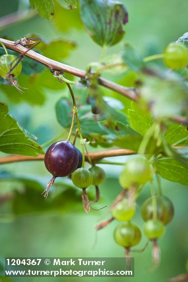 Snake River Gooseberry fruit among foliage