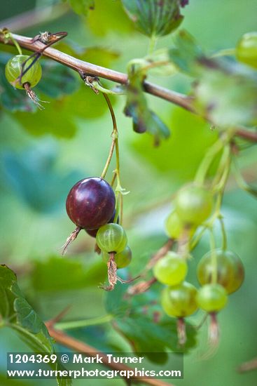 Snake River Gooseberry fruit among foliage