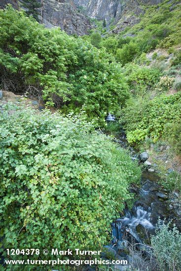 Barton's Raspberry, Blue Elderberry at mouth of Sawpit creek