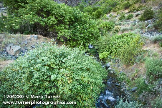 Barton's Raspberry, Blue Elderberry at mouth of Sawpit creek