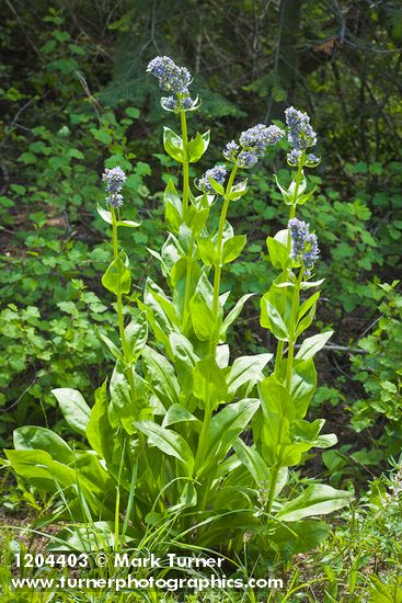 Clustered Green Gentian