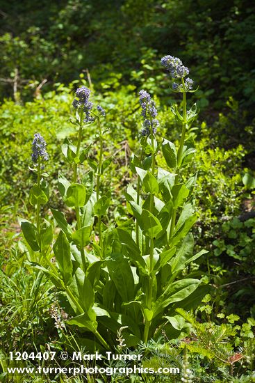 Clustered Green Gentian