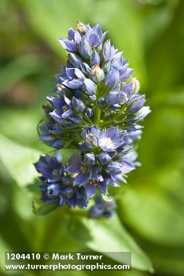 Clustered Green Gentian blossoms detail