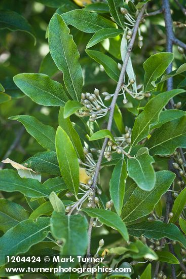 Autumn Olive immature fruit among foliage