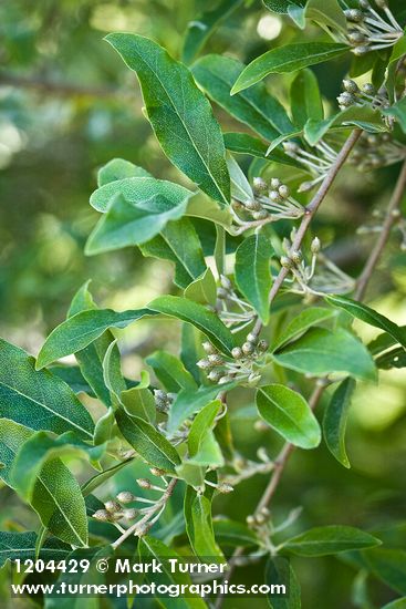 Autumn Olive immature fruit among foliage