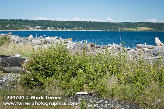 Coast Black Gooseberry bushes on gravel behind beach