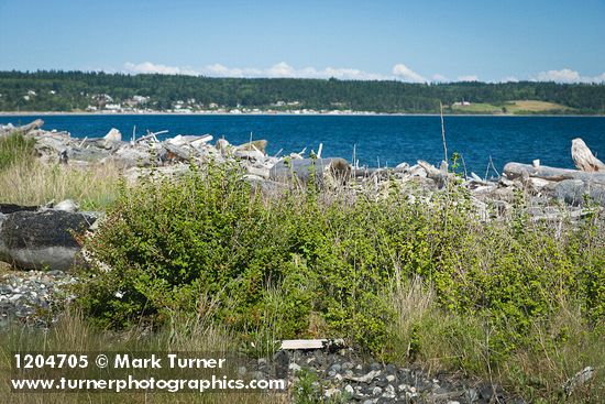 Coast Black Gooseberry bushes on gravel behind beach