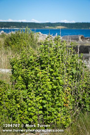 Coast Black Gooseberry bush