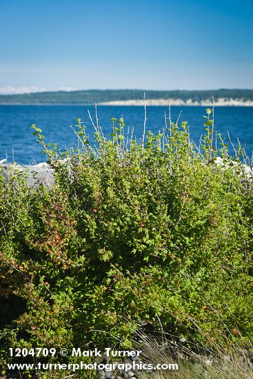 Coast Black Gooseberry bush