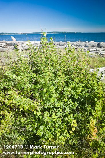 Coast Black Gooseberry bush