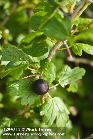 Coast Black Gooseberry fruit & foliage