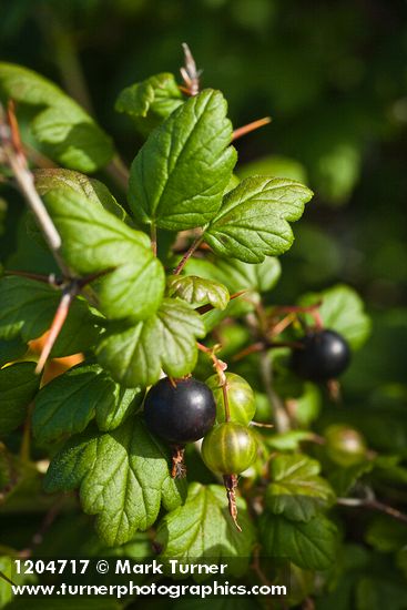Coast Black Gooseberry fruit & foliage