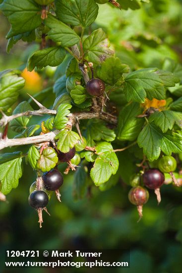 Coast Black Gooseberry fruit & foliage