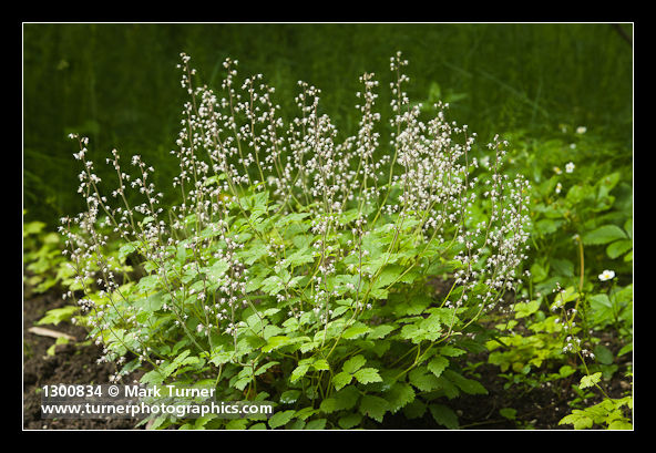 Foamflower