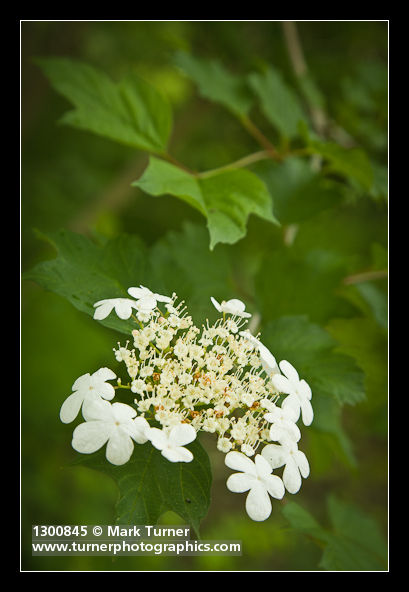Highbush Cranberry blossoms