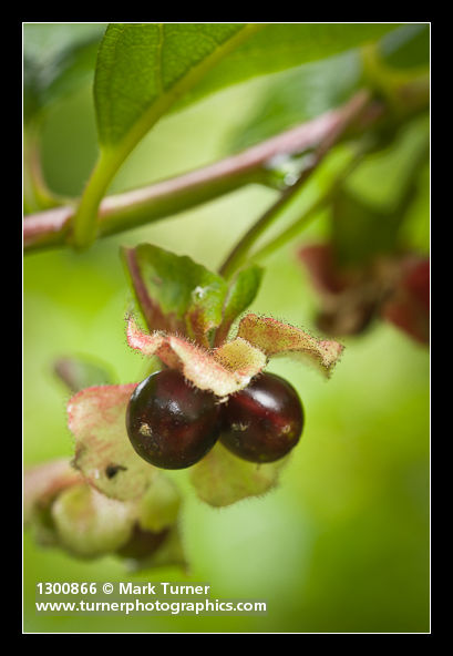 Twinberry Honeysuckle fruit detail